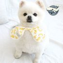 스마일애견 이미지