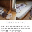 토사물에 담배, 인분까지?…테러당한 펜션 '충격' 이미지