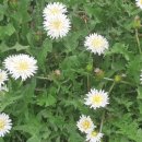 민들레 영농조합법인 이미지