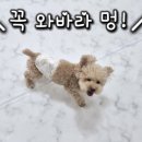 개스트룸 이미지