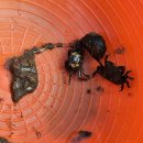 삼동면 전도3 | 남해 둔촌갯벌체험장 쏙잡이, 조개 캐기 후기(올해 체험 종료)