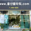 울산 남구 삼산동 꽃집 추천 인테리어 식물 맛집 울산 플라워즈