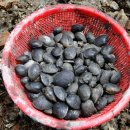 갯벌펜션(민박) 이미지