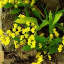 환타지아 이미지