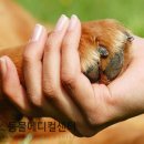 강아지 꼬순내 이미지