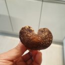 송화나물
