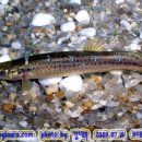 어류도감 이미지