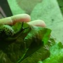 안녕달팽이 이미지