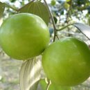 인디언 주주브(indian jujube, 緬棗 면조, 인도대추, 사과대추) - 43 이미지