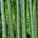 고전문학 이미지