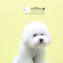 기억하개 이미지