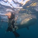 오로그 | [해외 3박5일] 세부 :: 세친구 오캐모팩, 해적호핑, 딥질로그, 레드크랩, 블루워터 마리바고 내돈내산...