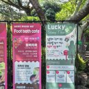 안용암 | [제주 용암동굴] 성산 일출랜드 미천굴 탐방 + 족욕체험 후기