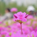 수리산역-철쭉동산-초막골생태공원-갈치저수지-대야미역 이미지