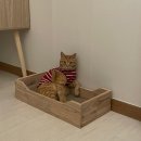 고양이화장실냄새 고양이모래탈취제 캣닢향 아니말리 사용후기