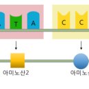 트리플렛 이미지