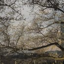 강변공원 | 김천 연화지 벚꽃 지금 상태 + 강변공원까지 같이 다녀온 후기 (이삼일 뒤 만개 예상)