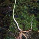 멍텅구리 이미지