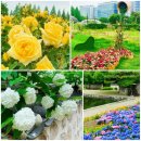 어진동_호수공원 제3주차장 건너편 | 산책 - 일산호수공원 꽃구경 1부