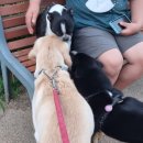 TLC 동물의료센터 이미지