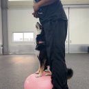 올 마스터 독 이미지