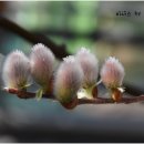 안산 식물원 이미지