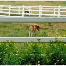 원당목장 이미지