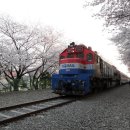화사한봄날의봄꽃열차| 이미지