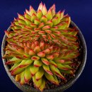 echeveria Macabeana - 짧은잎적성 이미지