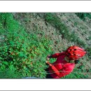 군위이로운 한우 이미지