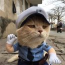 생선파는고양이 티스토리