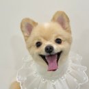 해밀동물병원 이미지