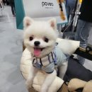 씨씨펫(주) 이미지