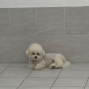 라이크몽 이미지