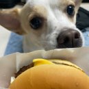 롯데리아고산점 이미지