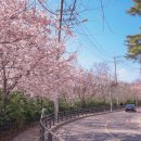 당현천근린공원 | 2026 벚꽃 나들이, 여의도 말고 여기! 사람들이 모르는 '숨은 명소' TOP 3 상세 가이드