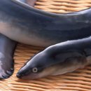 사계절장어 이미지