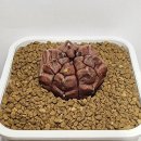 데이드림 이미지