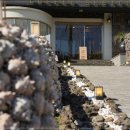 애견스케치 이미지