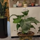 퀸에스테틱 이미지