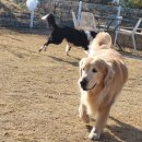 봉봉애견카페호텔 | 남양주에 위치한 애견카페왕 애견유치원,애견호텔 방문 후기