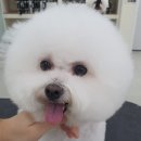 권트리머애견미용학원