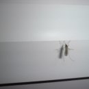 빨간집 이미지