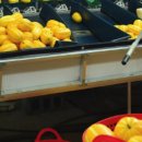 고명농장 이미지