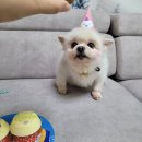 댕댕마을 이미지