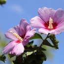 경기도립노인전문남양주병원 이미지