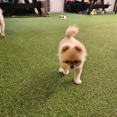 우두리 포펫 애견펜션 이미지