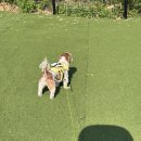 보령애견동반펜션 피노비스타 이미지