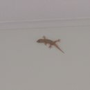 거북이당구장 이미지