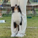 스카이개슬 이미지